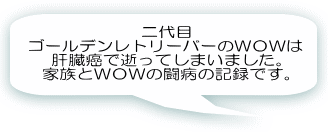 二代目 ゴールデンレトリーバーのＷＯＷは 肝臓癌で逝ってしまいました。 家族とＷＯＷの闘病の記録です。